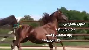 قصيده عن الخيل العربي الاصيل Youtube