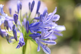 Image result for Agapanthus africanus