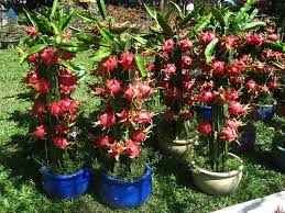 Plant your dragon fruit in fertile, sandy soil level with the rootball. How To Grow Dragon Fruit Plant Instructions