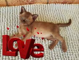 All rescue cats from 2 years to 10 years old from unknown origins are $550 each or $750 for a pair unless advertised otherwise. Burmese Kittens For Sale Cat Classifieds The Pet Directory The Pet Directory