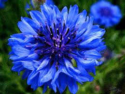 Pin On Flowers