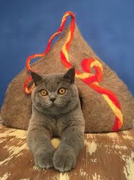 pin von gulfgot gb auf gregory house katzen