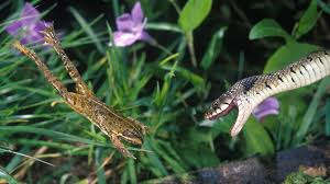 Giftfrosch sehr giftig tier mit warngelben farben. Amphibien Und Reptilien Die Welt Der Lurche Und Kriechtiere Br Wissen
