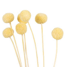 We did not find results for: Bouquet Of Dried Flowers With Yellow Balls Maisons Du Monde