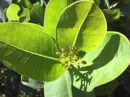 Image result for Syzygium cordatum