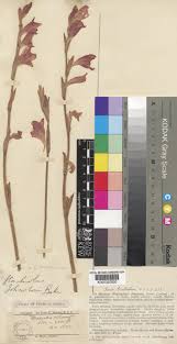 Image result for Gladiolus melleri