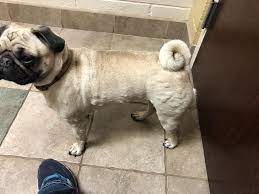 My Dog Developed Hives On Wednesday Took To Vet Given Prednisone And Benadryl Said Allergic Reaction To Something Bathed Her Friday Petcoach