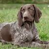 Established in 1968, we are recognised by the kennel club as one of two official breed sites. Https Encrypted Tbn0 Gstatic Com Images Q Tbn And9gcq0vvkyzr44r2i6a3iyit1yzhpgooj2vrj6 Inlrzk444hmajl Usqp Cau