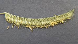 Image result for Ctenium