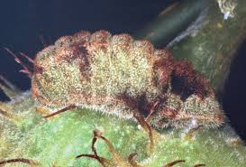 Image result for Alectra picta