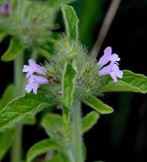 Image result for Clinopodium uhligii