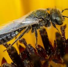 Image result for Isoglossa perdita