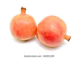 Image result for Punicaceae