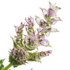 Image result for Salvia sclarea