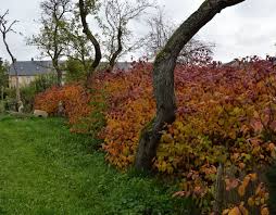 General gardening plant identification forum if you have a mystery plant, tree, shrub or whatever, ask in this forum for help. The Fastest Growing Hedge Choose Plants Hedgerow A Decorative Green Fence For Giving And A Garden Plants For A High Hedge