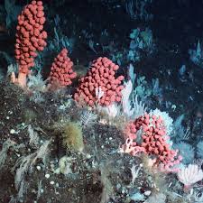 Image result for Pycnosphaera