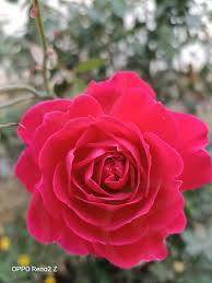 Shop rose bushes and more at the home depot. Beautiful Pink Colour Rose Flowers In My Home Garden By Arvind Singh Photo Stock Snapwire