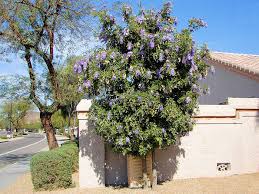 In spring it can be seen. Native Plant Landscaping Texas Mountain Laurel The Arid Land Homesteaders League