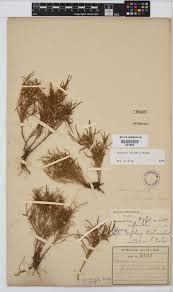 Image result for Geigeria filifolia