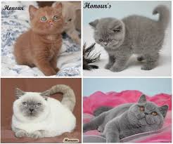 British Shorthair British Shorthair Cattery British Shorthair Kedi Ingiliz Kedisi Scottish Fold Satilik British Shorthair Kedi Scottish Fold Kedi Iskoclar