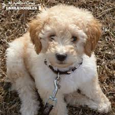 Generally, most aussie labradoodles are considered fully grown at around 12 to 18 months. Pin On Nellie S Mini Australian Labradoodles