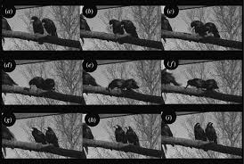 Breeding season 7.1 debug codes. Cognitive Adaptations Of Social Bonding In Birds Philosophical Transactions Of The Royal Society B Biological Sciences