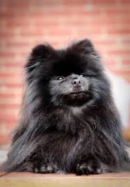 Pomeranian Chihuahua Mix Black And Brown Nero My Black Pom Dogs Pomeranians Blackpoms Pomeranian Chihuahua Mix Black Pomeranian Pomchi Dogs