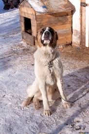 Welcome to the channel alabai and ksu)you will see a video about central asian shepherd dogs. Hundehutten Bild Zentral Asiatisch Schaferhund Hund Alabai Sitzt Auf Kette Um Stand Bilder Hund 680 Torange Biz