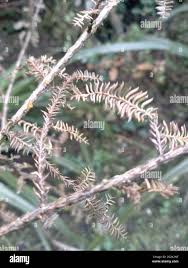 Image result for Huperzia dacrydioides