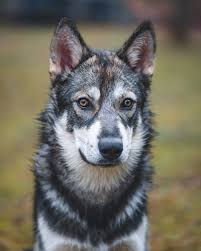 Pin On World Best Animal