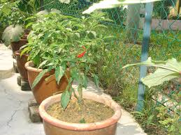 Bila benih dah bercambah sehingga next entry ayue share cara tanam benih sayur yang kerap kita makan macam sawi, kangkung. Disember 2013 Wilayah 2b2