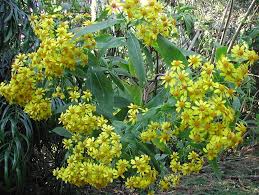 Image result for Dicerocaryum forbesii
