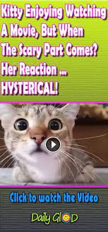 This Kitty Is So Cute And Her Reaction To The Movie You Have To See It Funny Animal Pictures Funny Cat Pictures Funny Cat Videos