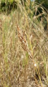 Image result for Eragrostis chapelieri