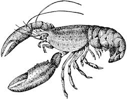 We did not find results for: Description The Lobster A Crustacean Lobster Art Lobster Drawing Shrimp Art