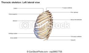 The thorax is anatomical structure supported by a skeletal framework (thoracic cage) and contains the principal organs of respiration and circulation. Thoracic Skeleton In Vertebrate Anatomy Ribs Are The Long Curved Bones Which Form The Rib Cage In Most Tetrapods Ribs Canstock