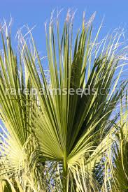 Washingtonia filifera is also known as the american cotton palm and grows at a medium pace (faster with long warm summers!) once germinated keep the seedlings above 15c and you will see how quickly the washingtonias start to grow! Washingtonia Filifera Washington Palm Buy Seeds At Rarepalmseeds Com