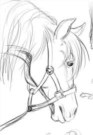 Drawing A Horse Horse Art Drawing Animal Drawings Horse Drawings
