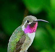 Mexican Sheartail Doricha Eliza Yucatan Birding Is Best At Hacienda Chichen S Bird Refuge Mayan Jungle Reserve Yucatan Bird Pet Birds