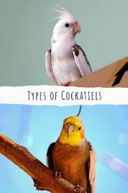 Check spelling or type a new query. Types Of Cockatiels How To Choose The Best One For You
