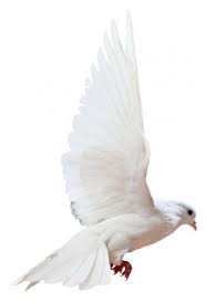 A Free Flying White Dove Isolated Stock Image White Doves Black And White Background White Background Images