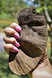 Image result for Centrolobium