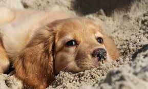 Картинки по запросу голден ретривер