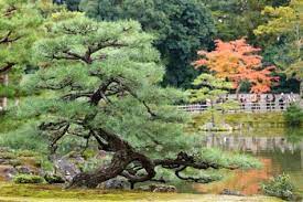 Twisted Pine Tree In Japanese Zen Garden Kyoto Japanese Zen Garden Zen Garden Japanese Garden