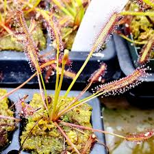 Image result for Drosera pilosa