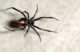 Black widow spiders have eight legs, and a rather chaotic looking web. Black Widow Spider Facts Bite Habitat Information