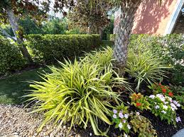 Image result for Pandanus