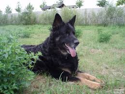 Schwarzer schaeferhund welpen in der rubrik tiermarkt. Deutscher Schaferhund Schwarzer Langhaariger Schlag Foto 42497 Hundund De