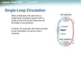 Lesson Overview 27 3 Circulation Ppt Download