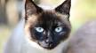 Tonkinese Kittens For Sale by Reputable Breeders ...